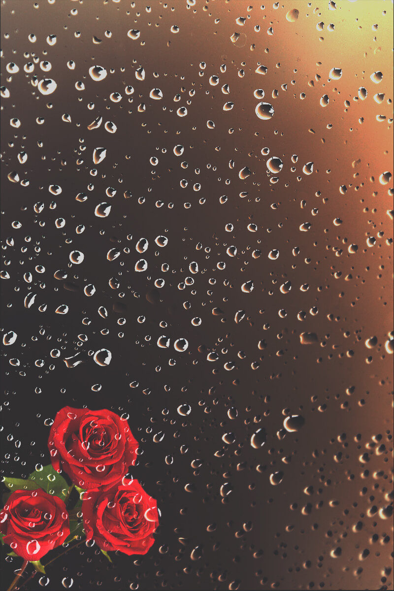 You are currently viewing Drops in rose/tamplate/wallpaper
